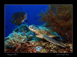 Point Kura-Kura 
Canon G10 w/Sea & Sea 110a by Tyler Huston 